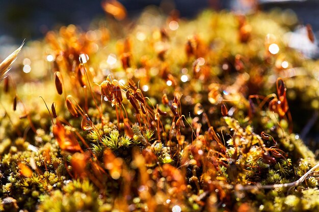 Foto close-up van bloeiende planten op het veld