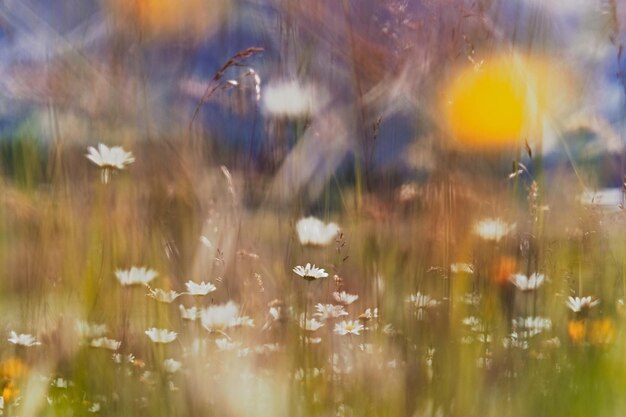 Foto close-up van bloeiende planten op het veld