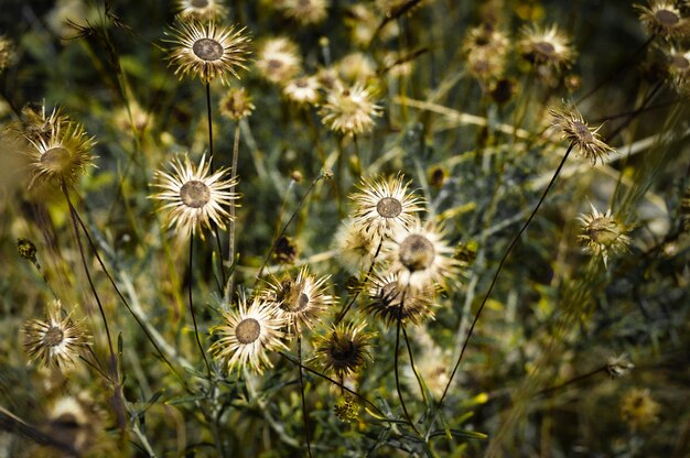 Foto close-up van bloeiende planten op het veld