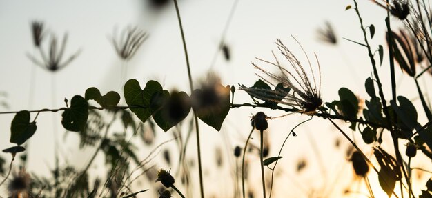 Foto close-up van bloeiende planten tegen de lucht