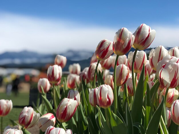 Close-up van bloeiende planten tegen de lucht