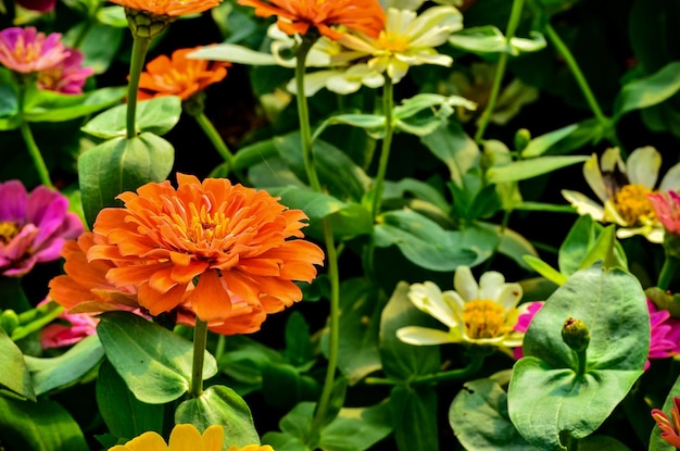 Foto close-up van bloeiende planten