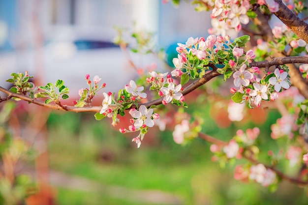 Close up van bloeiende toppen van appelboom in de tuin. Bloeiende appelboomgaard in de lentezonsondergang. Onscherpe achtergrond met plaats voor tekst.