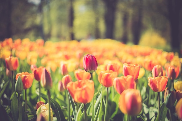 Close-up van bloeiende tulpen op het veld