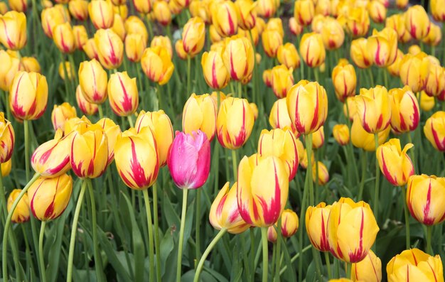 Foto close-up van bloeiende tulpen op het veld