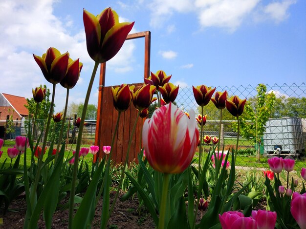 Foto close-up van bloeiende tulpen tegen de lucht