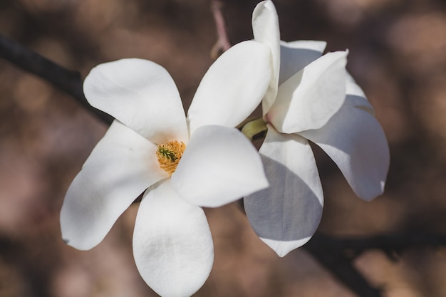 Close-up van bloeiende witte magnolia bloemen op groene achtergrond op zonnige lentedag