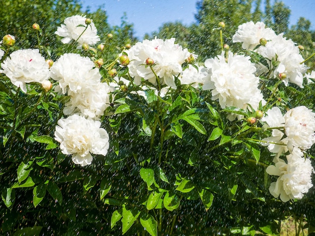 Close-up van bloeiende witte pioenstruiken in de tuin van een privéhuis