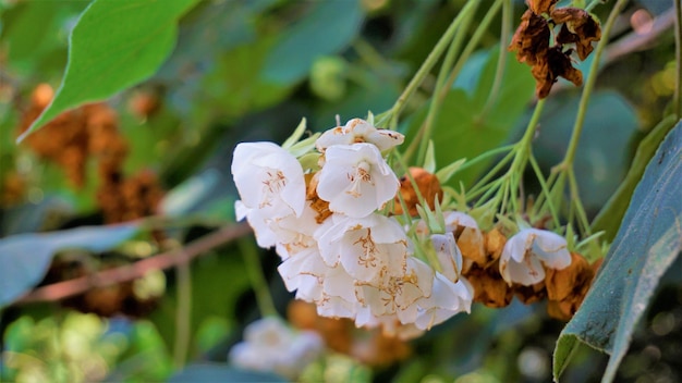 Close-up van bloem Dombeya reclinata of Mahot Rouge