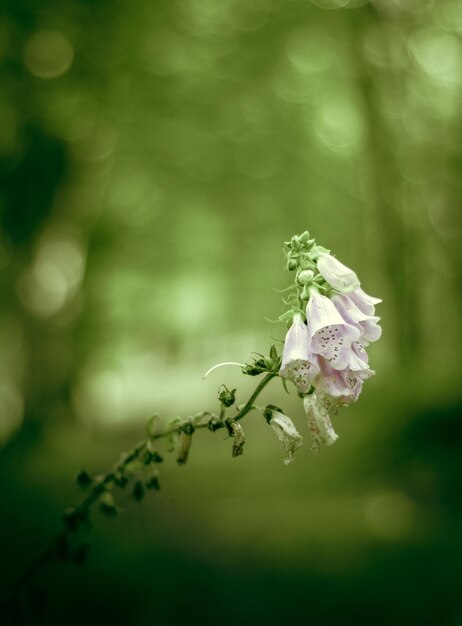 Close-up van bloemen die buiten groeien