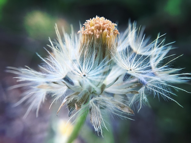 Foto close-up van bloemen die in de buitenlucht groeien