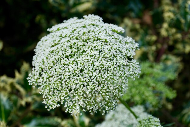 Foto close-up van bloemen die in een park groeien