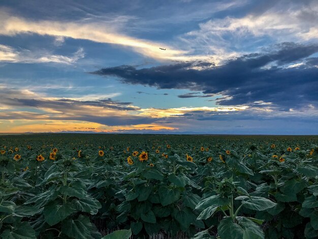 Foto close-up van bloemen die in het veld groeien tegen de lucht