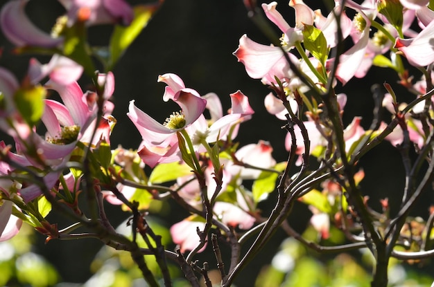 Foto close-up van bloemen die op een boom bloeien