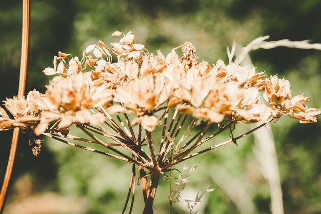 Foto close-up van bloemen die op een boom bloeien