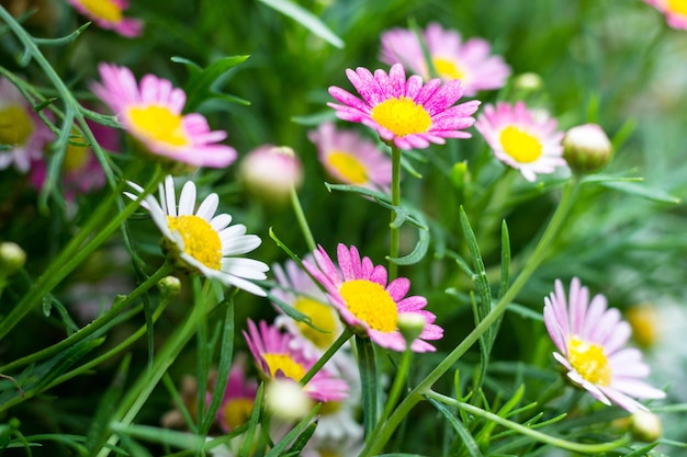 Close-up van bloemen die op een plant bloeien