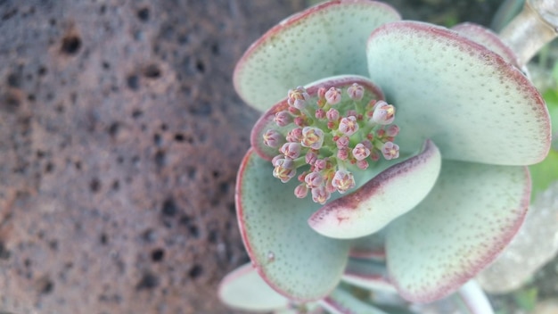 Close-up van bloemen die op een plant groeien