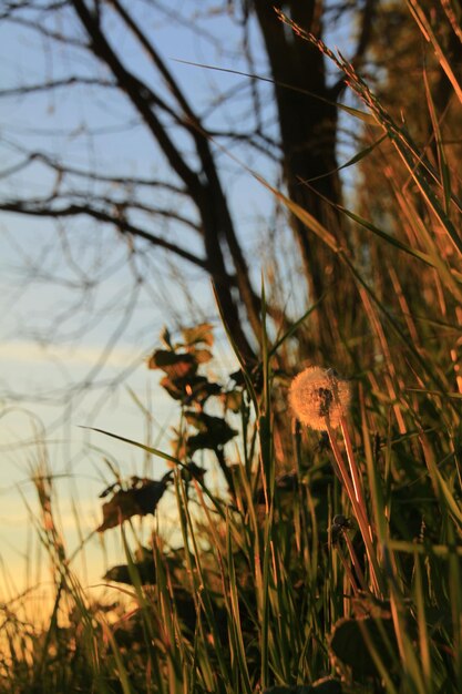 Foto close-up van bloemen die op het veld groeien