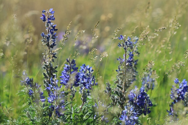 Close-up van bloemen die op het veld groeien