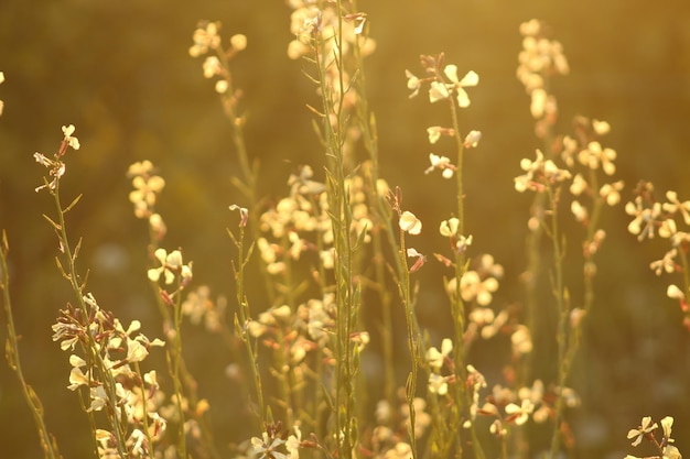 Foto close-up van bloemen die op het veld groeien