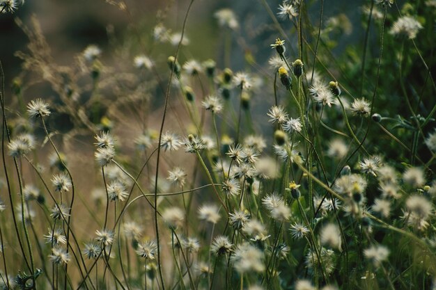 Close-up van bloemen in gevuld