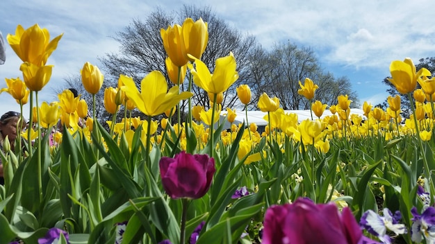 Foto close-up van bloemen in het veld