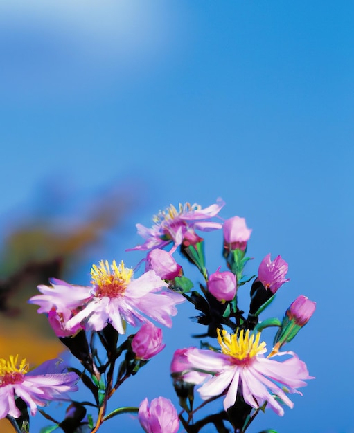 Close-up van bloemen op blauwe achtergrond gemaakt met behulp van generatieve AI-technologie