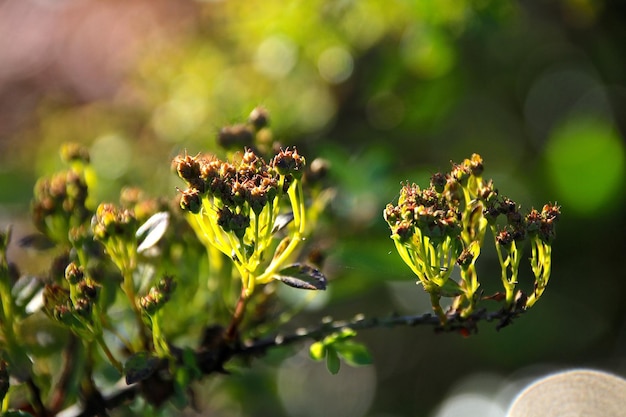 Foto close-up van bloemen op de plant in de herfst