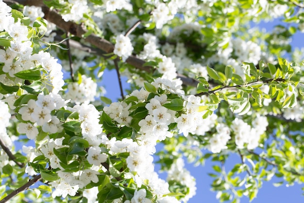 Close-up van bloemen op een bloeiende appelboom.