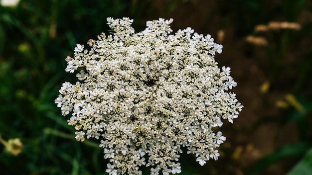 Close-up van bloemen op een boom