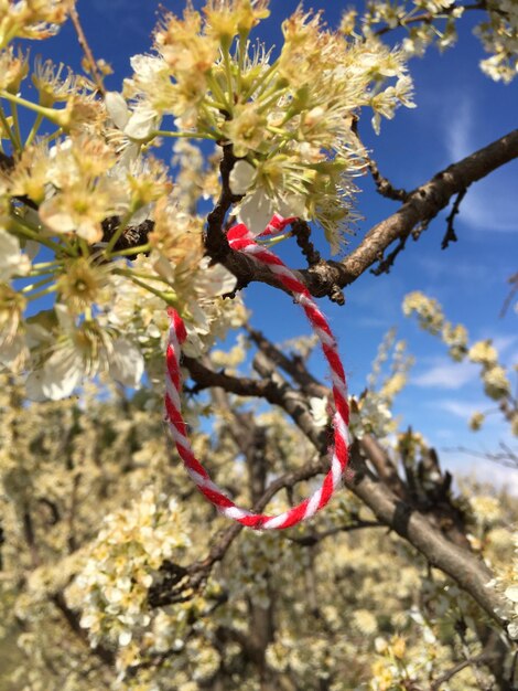 Foto close-up van bloemen op een boom