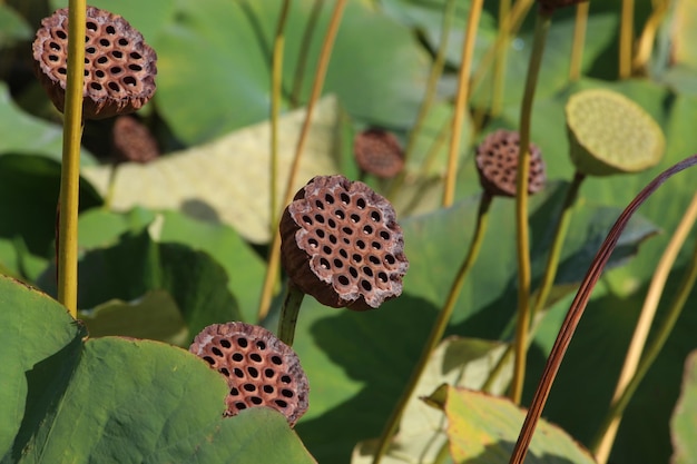 Foto close-up van bloemen op een plant