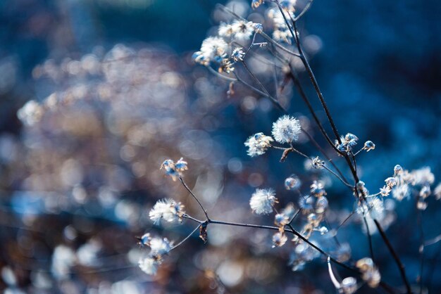 Foto close-up van bloemen op een tak