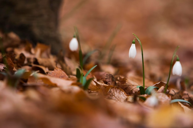 Close-up van bloemen op het veld