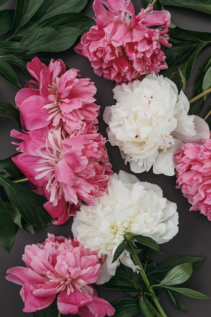 Foto close-up van bloemen pioenrozen. witte en roze pioenrozen close-up. achtergronden voor bloggers, beautymasters.