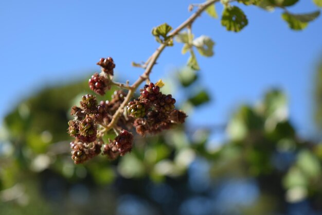 Foto close-up van bloemen tegen de blauwe hemel