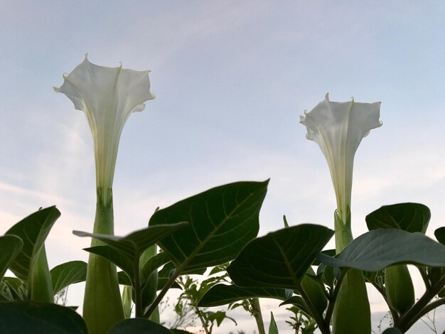 Foto close-up van bloemen tegen de lucht