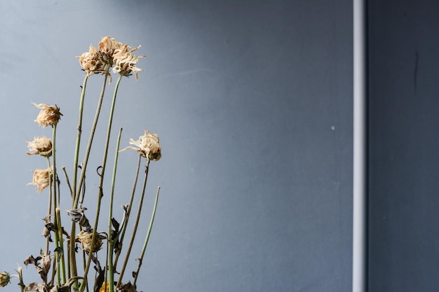 Close-up van bloemen tegen een heldere lucht