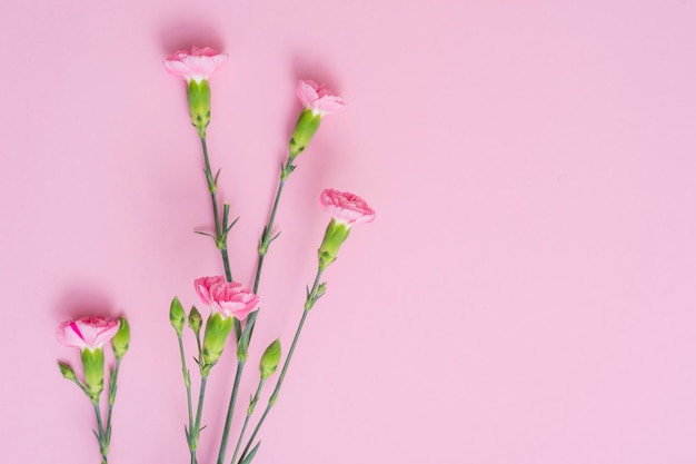 Close-up van bloemen tegen een roze achtergrond