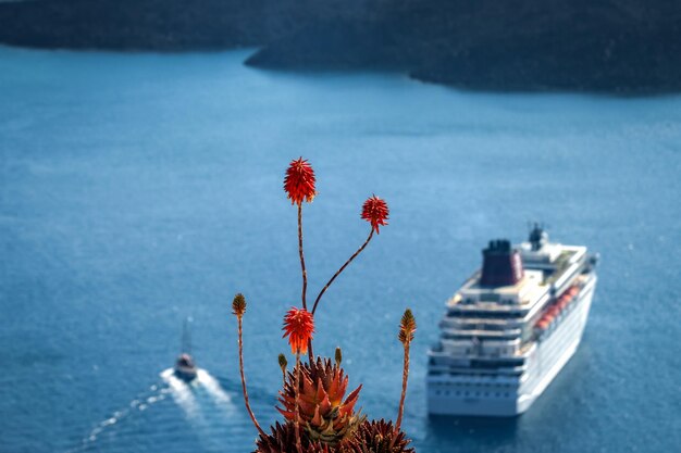 Foto close-up van bloemen tegen een schip