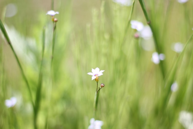 Close-up van bloemen tegen een wazige achtergrond