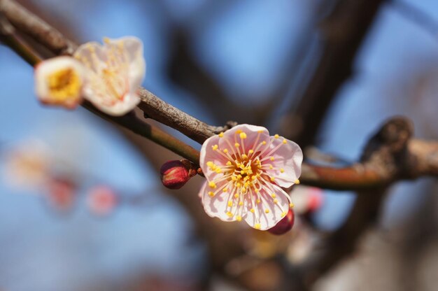 Foto close-up van bloemen tegen een wazige achtergrond