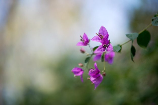 Close-up van bloemen tegen een wazige achtergrond