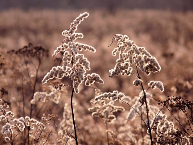 Foto close-up van bloemen tegen een wazige achtergrond