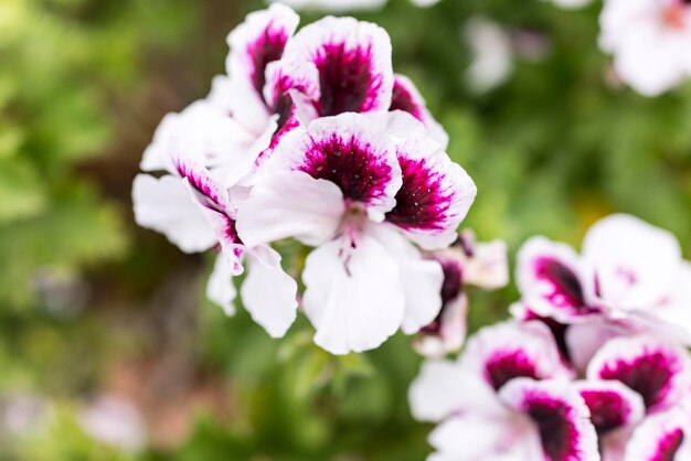 Close-up van bloemen tegen een wazige achtergrond