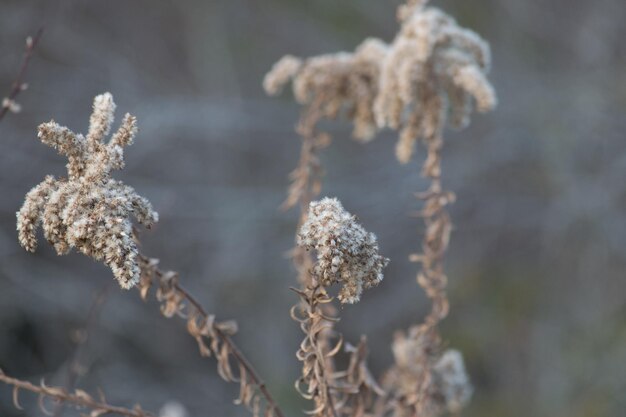 Foto close-up van bloemen tegen een wazige achtergrond