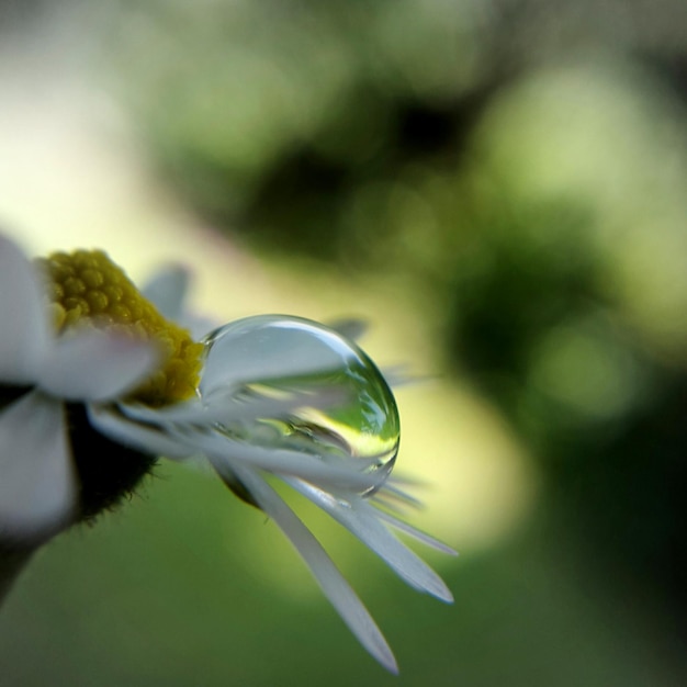 Foto close-up van bloemen tegen een wazige achtergrond