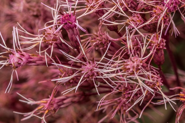 Foto close-up van bloemen tegen een wazige achtergrond