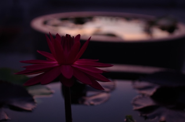 Foto close-up van bloemen tegen een wazige achtergrond