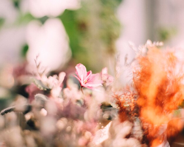 Foto close-up van bloemen tegen een wazige achtergrond